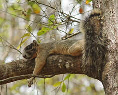 Image of Eastern Fox Squirrel