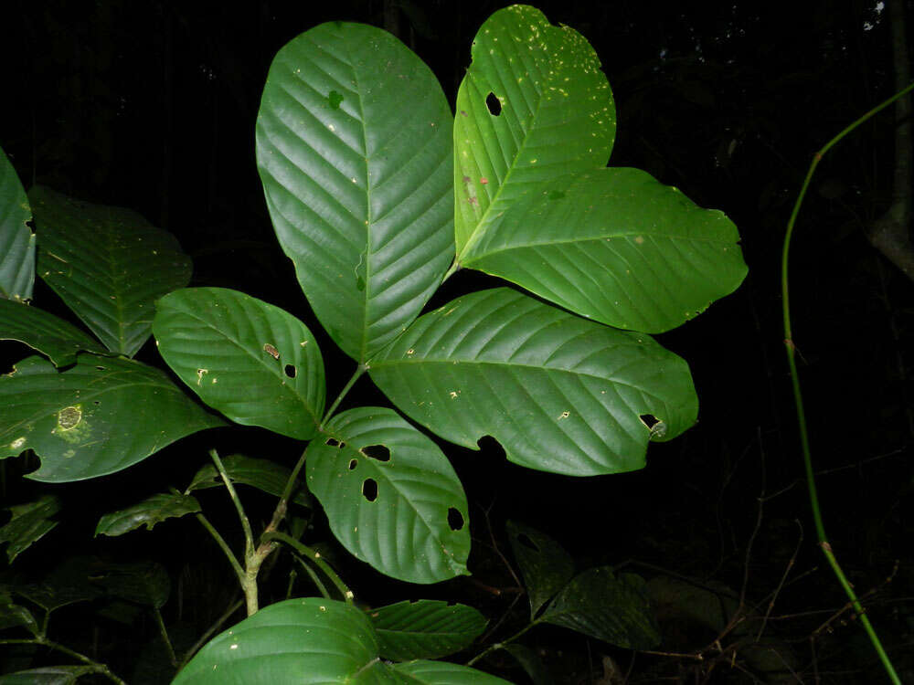 Image of Guarea corticosa Al. Rodr.