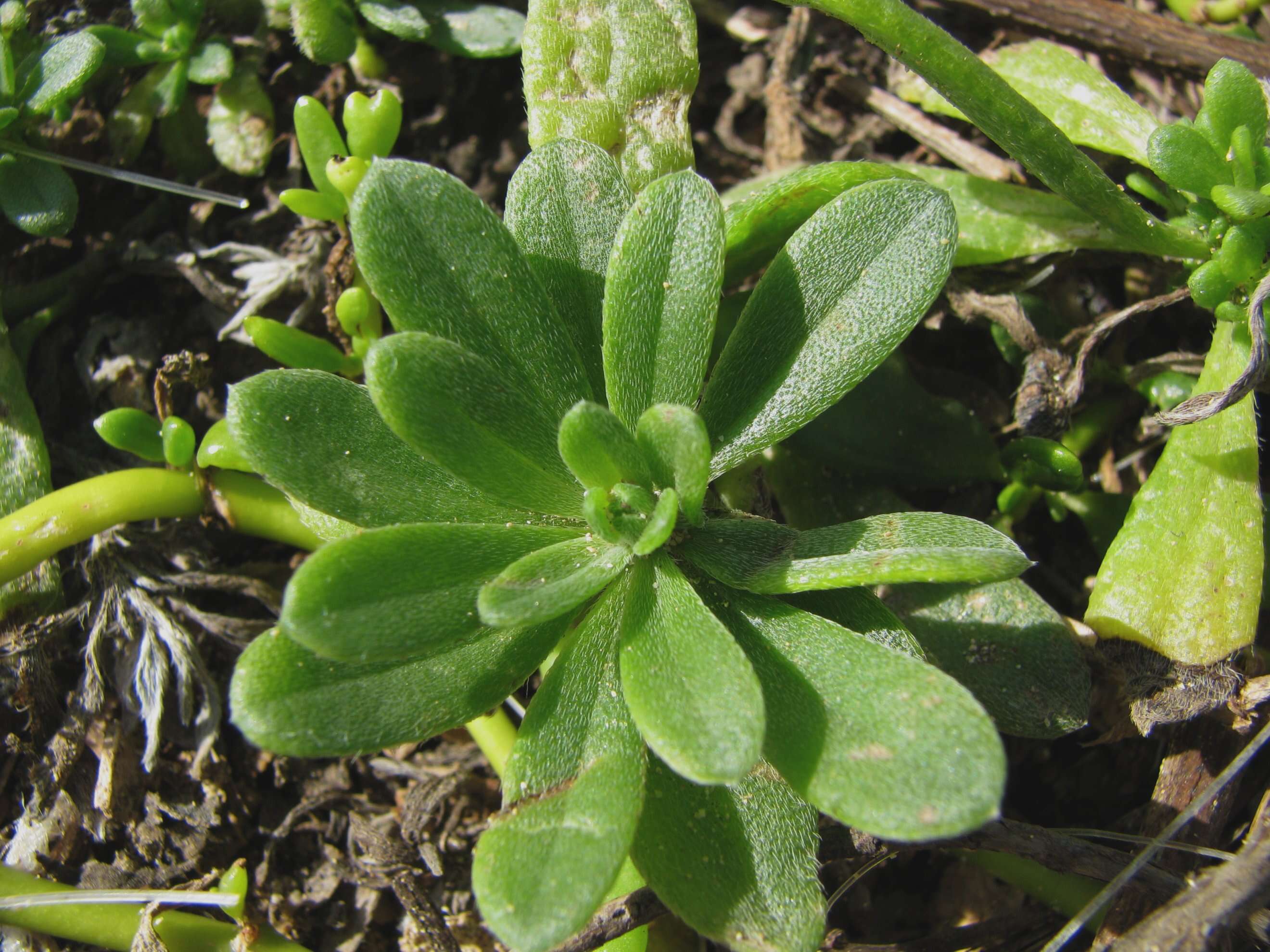 Image of Polynesian heliotrope