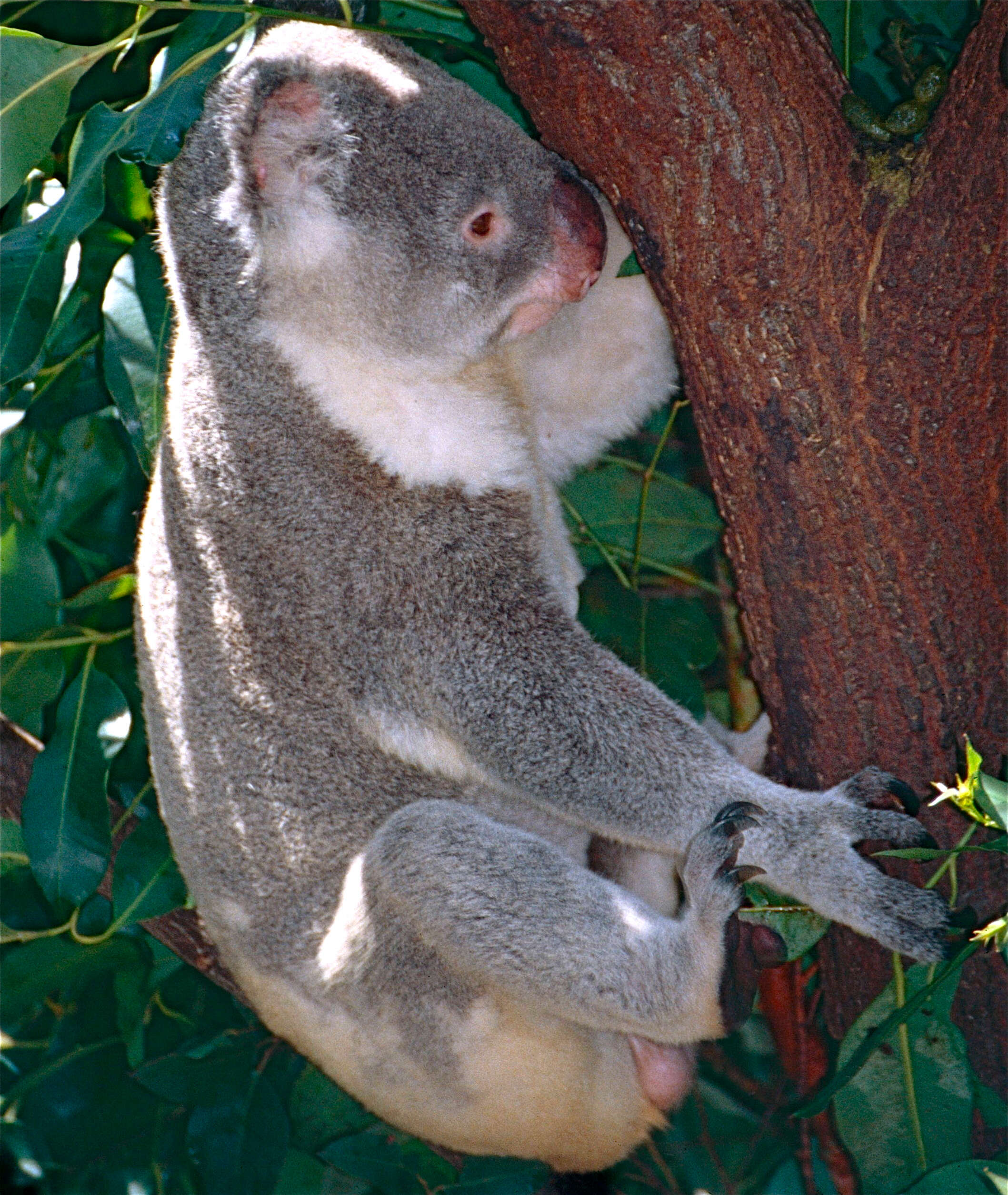 Image of koalas