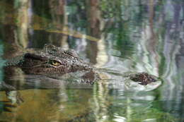 Image of crocodiles