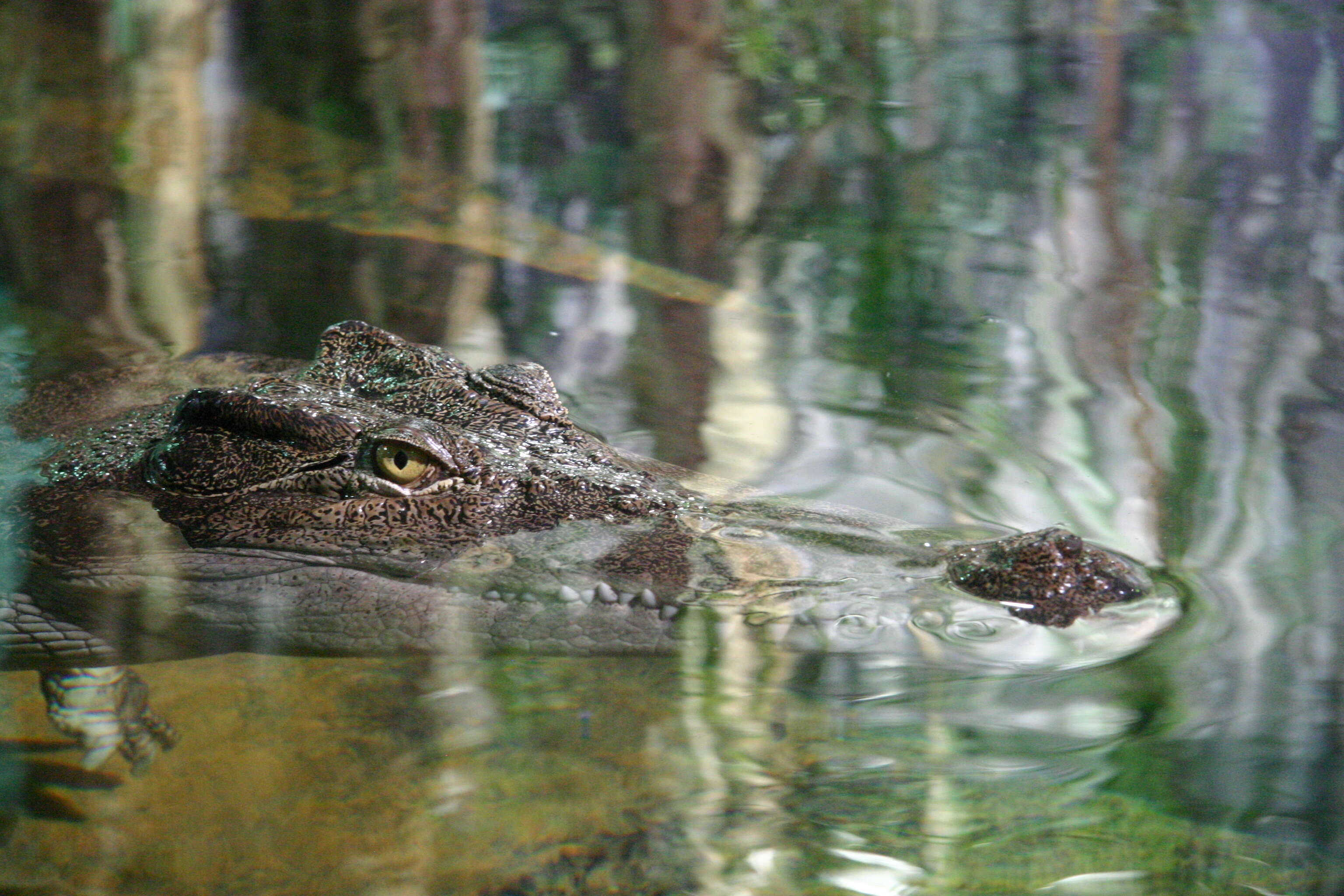 Image of crocodiles