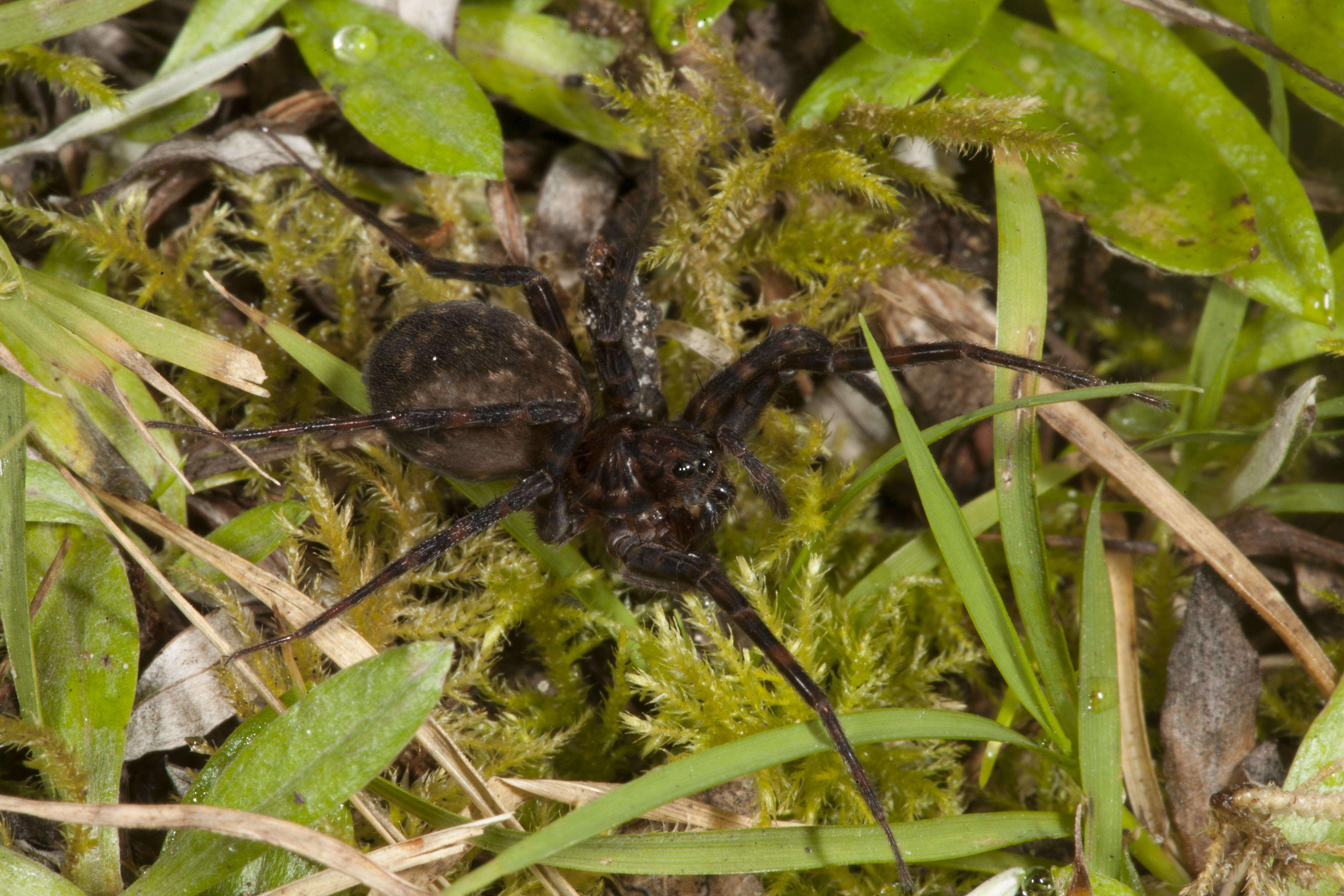 Image of wandering spiders