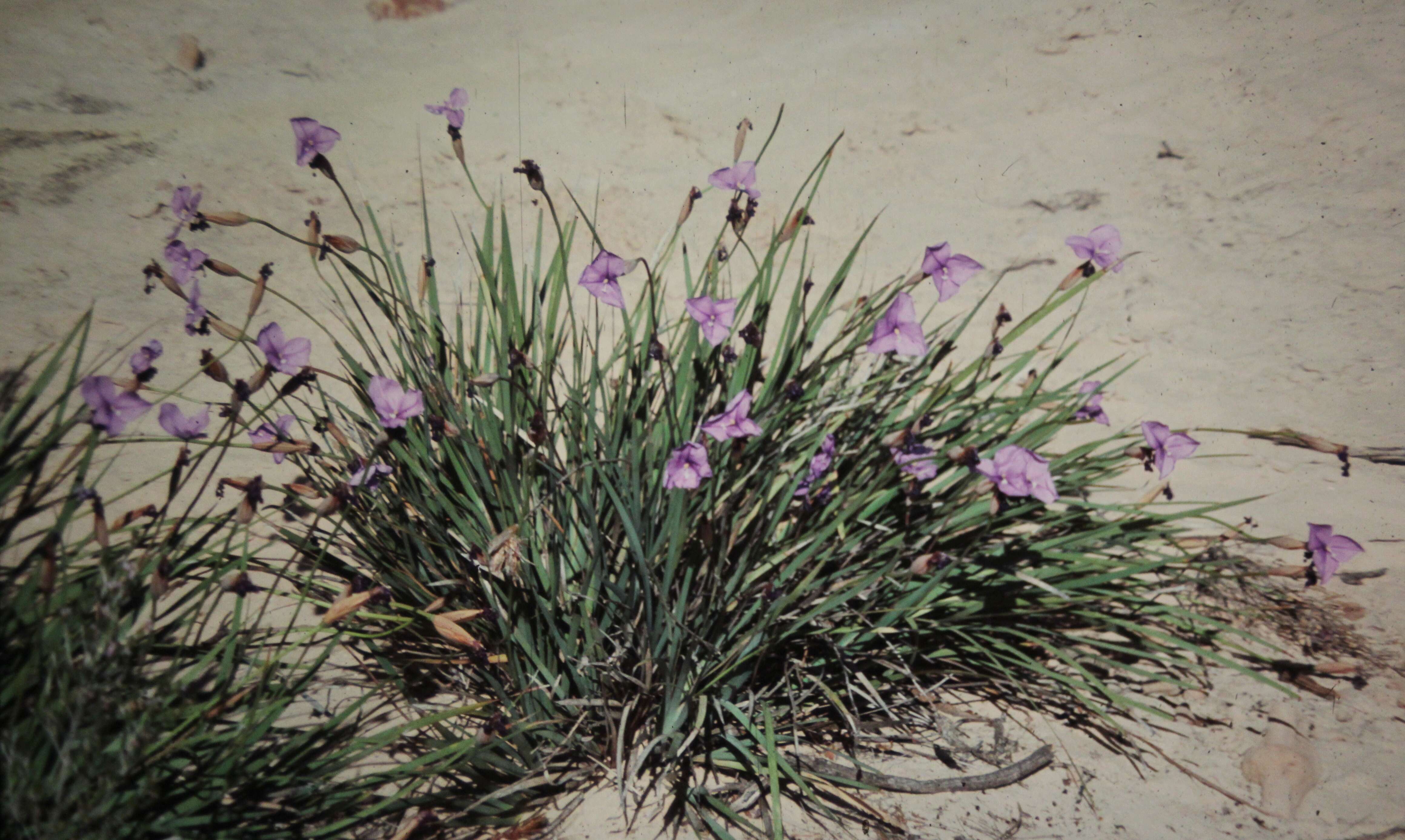 Imagem de Patersonia occidentalis R. Br.