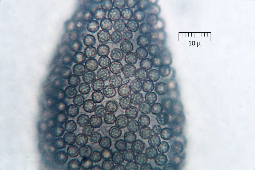 Imagem de Lycoperdon perlatum Pers. 1796