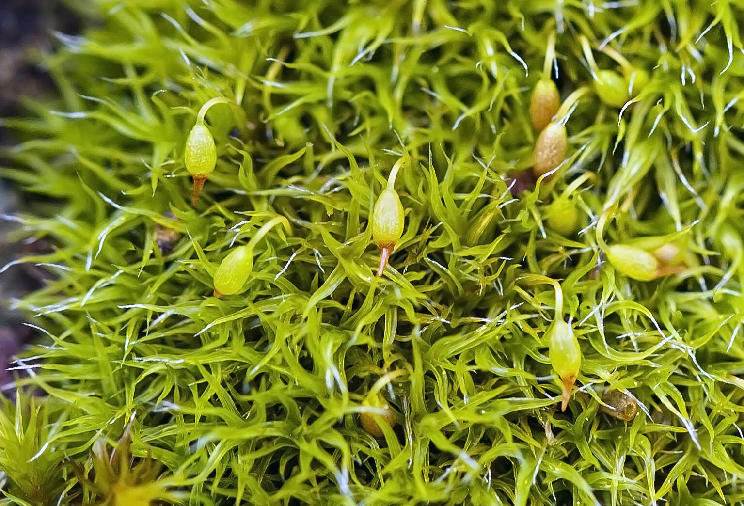 Image of True Mosses