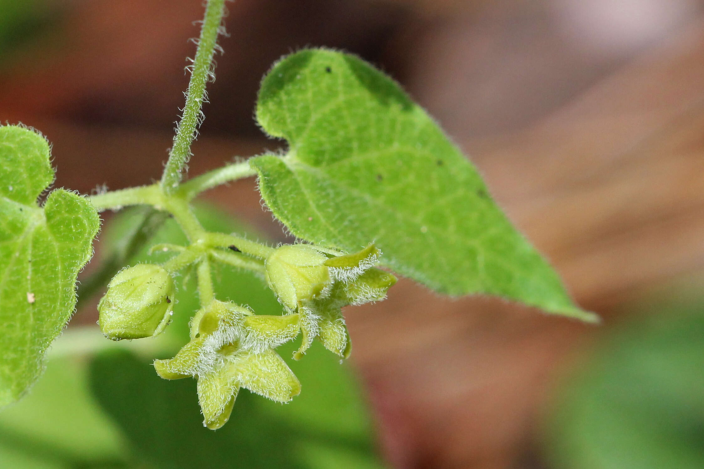 Imagem de Matelea pubiflora (Decne.) R. E. Woodson