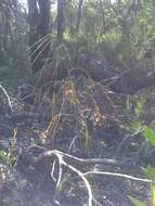 Image of Austrostipa pubescens (R. Br.) S. W. L. Jacobs & J. Everett