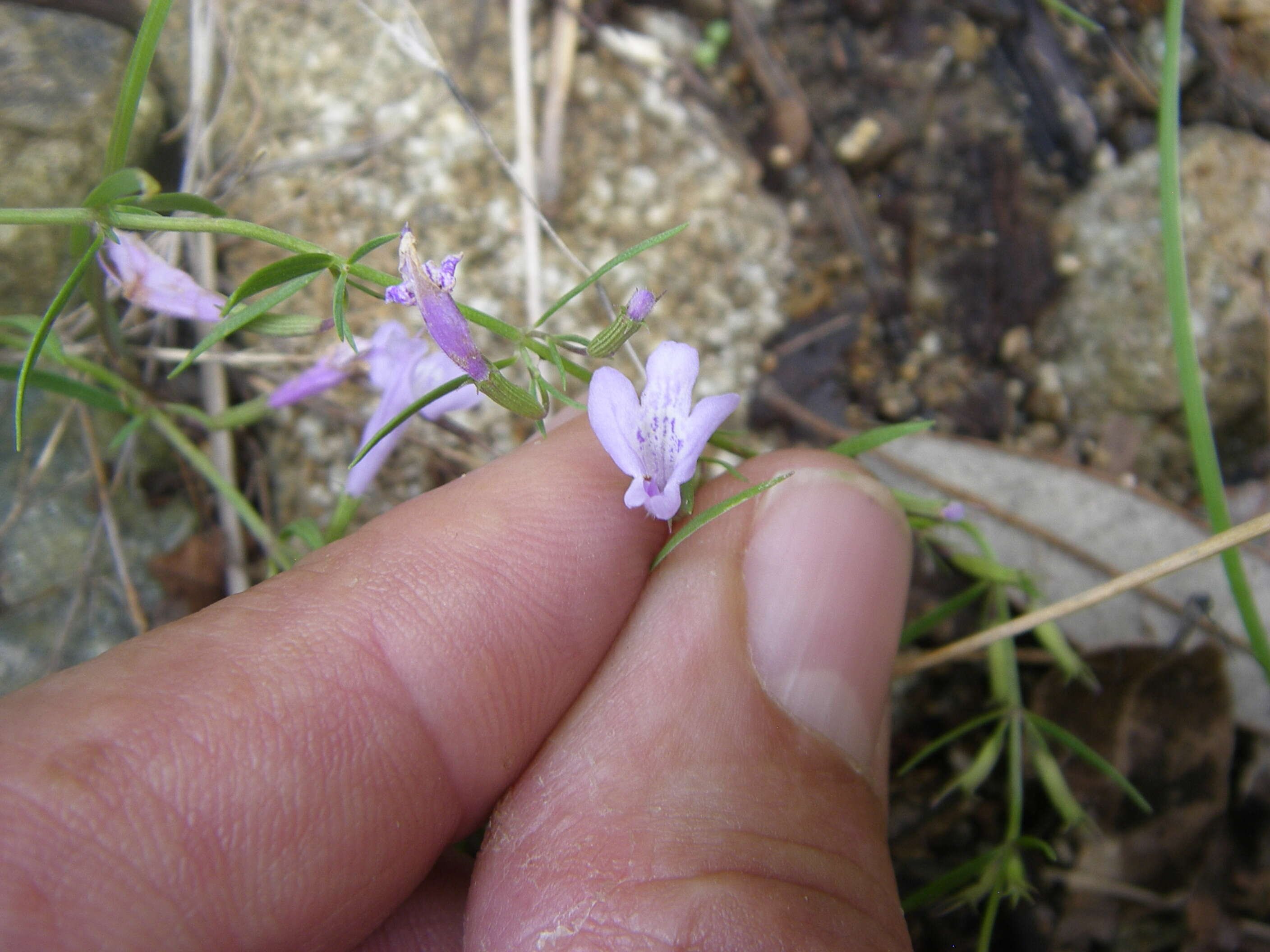 Image of aromatic false pennyroyal