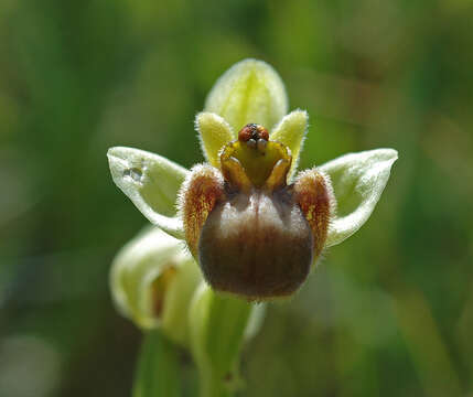 Image of Bumblebee orchid