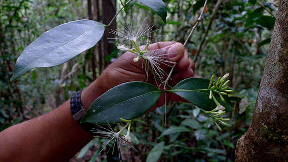 Image of Inga capitata Desv.