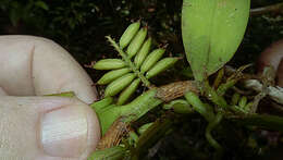 Image of Bentspur orchids