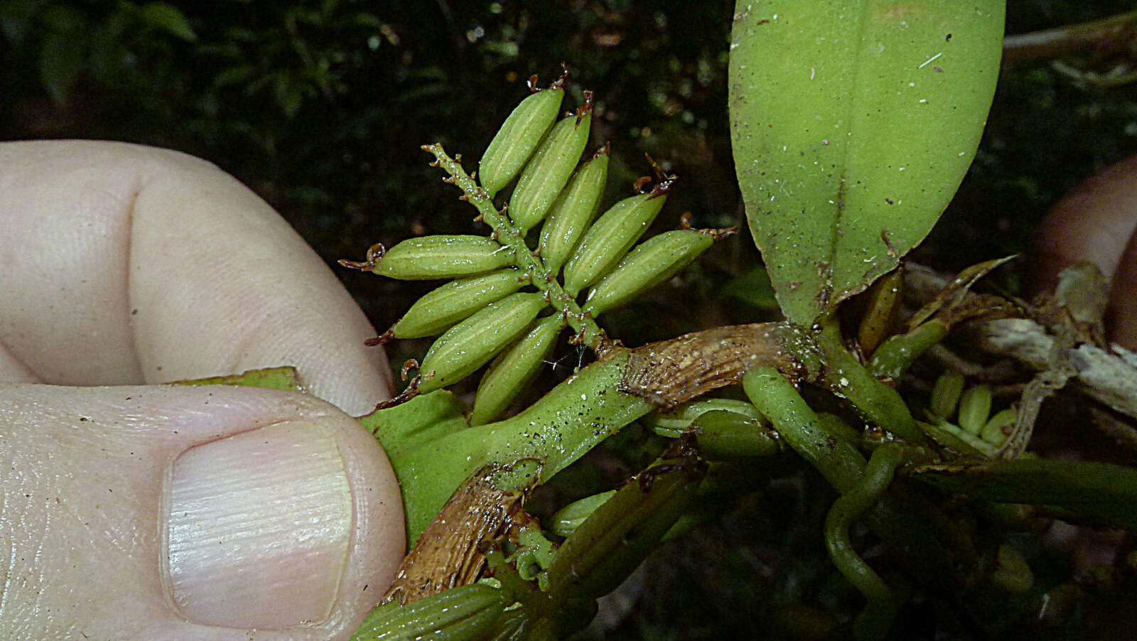 Image of Bentspur orchids