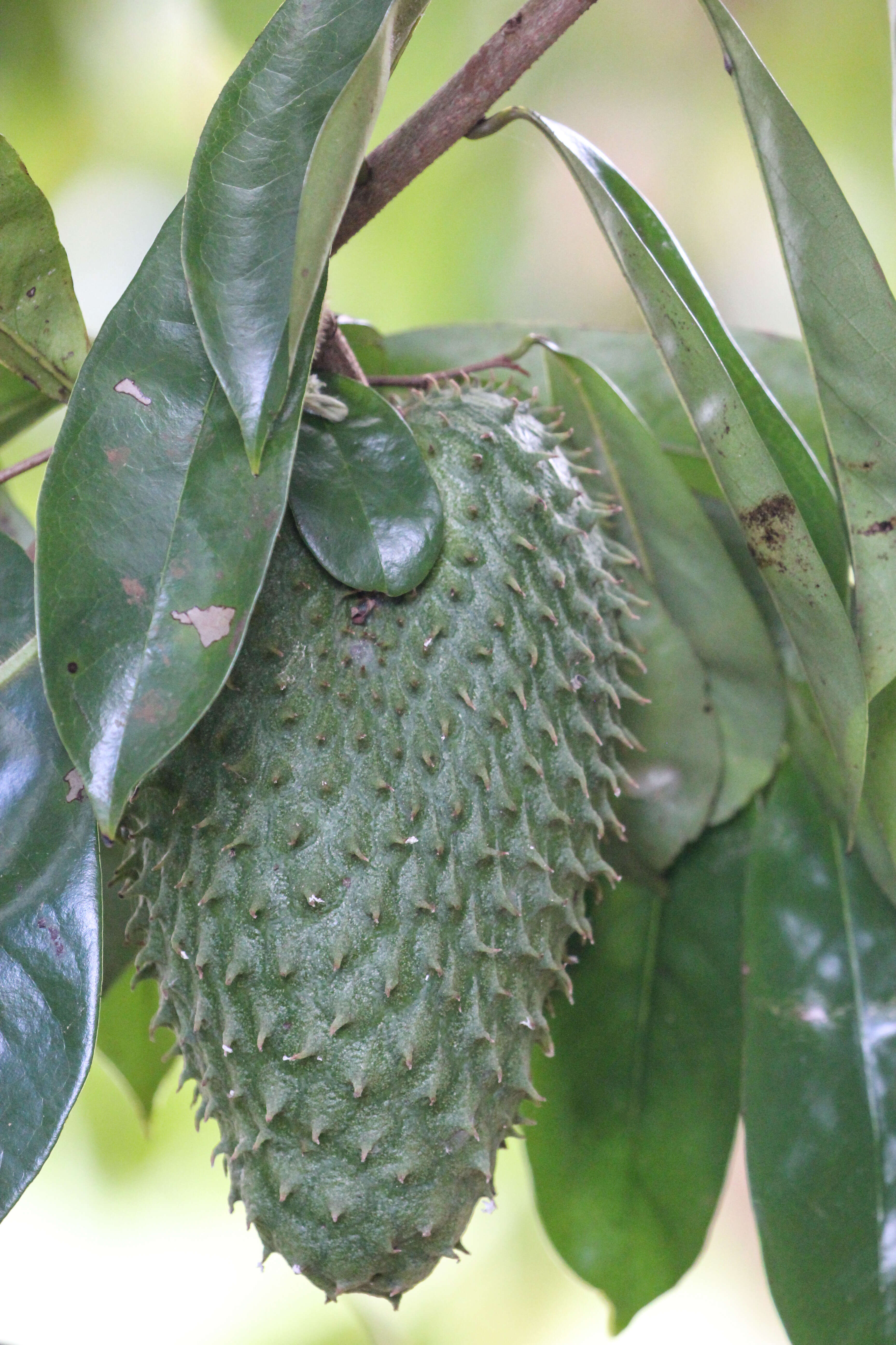 Image of soursop