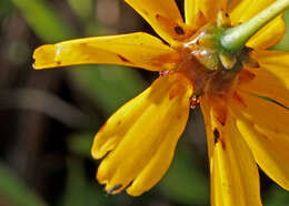 Image of coastal plain tickseed