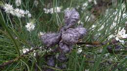 Image of Hakea lissosperma R. Br.