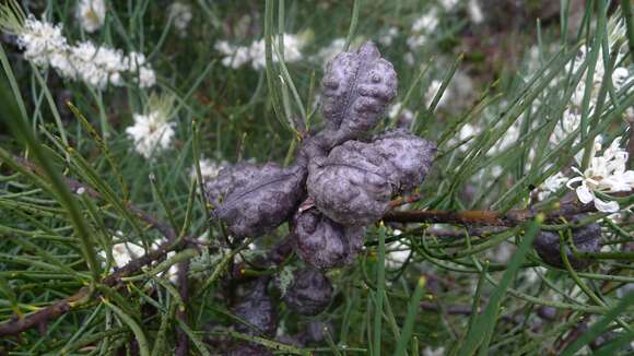 Imagem de Hakea lissosperma R. Br.