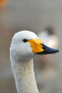 Image de Cygne chanteur