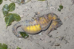 Image of seahorses