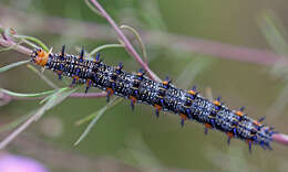 Image of Common buckeye