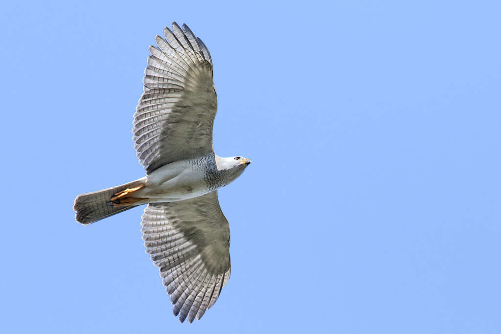 Image of Grey Goshawk