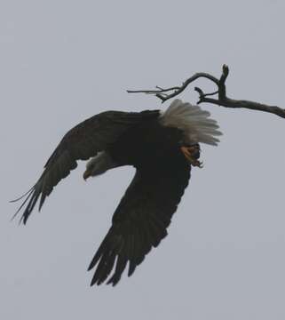 Image of Sea eagles