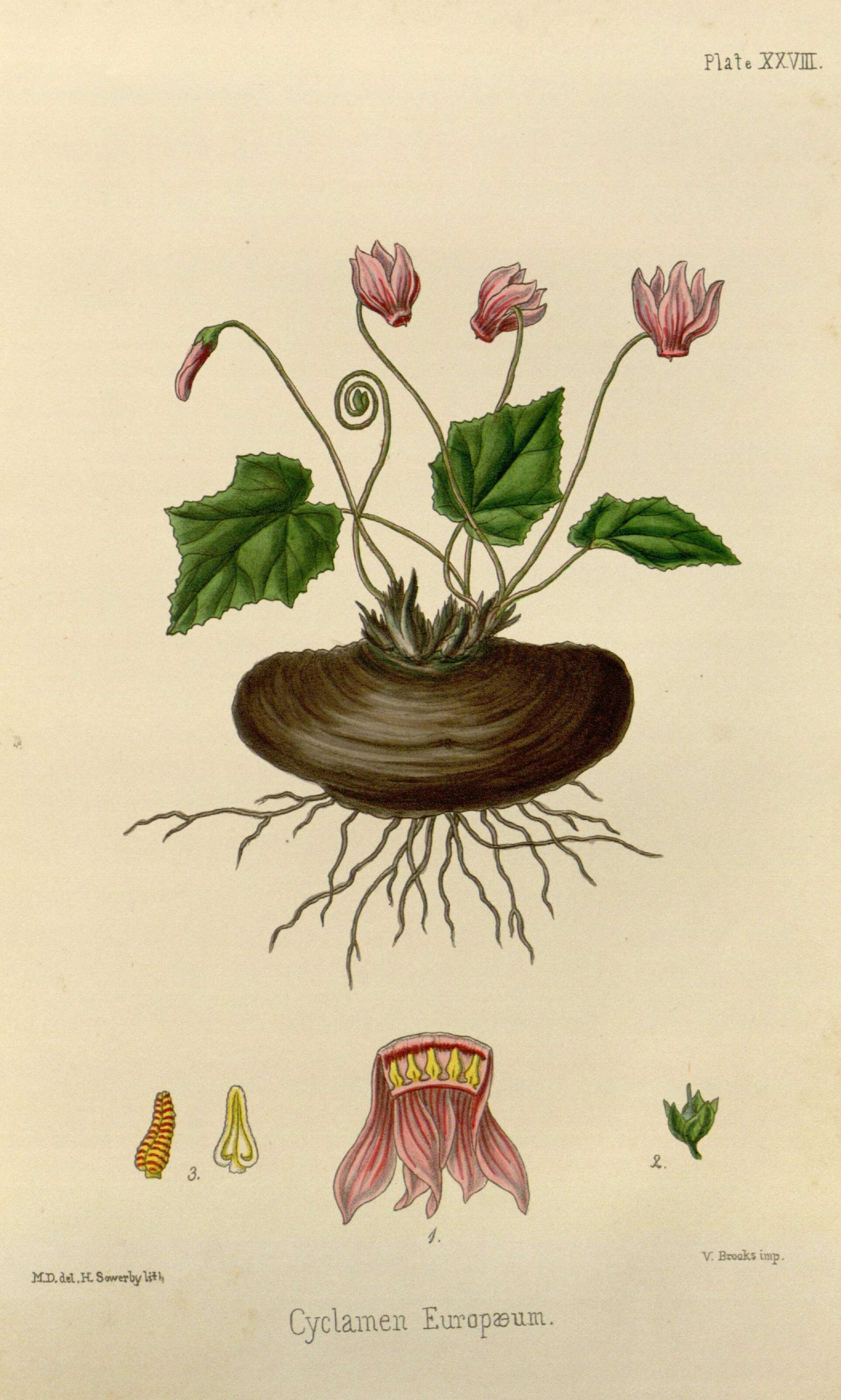 Image of cyclamen