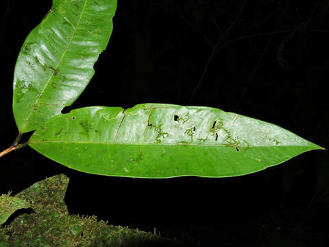 Image of Calyptranthes longicalyptrata B. Holst & M. L. Kawas.