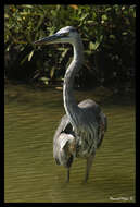 Image of Ardea Linnaeus 1758