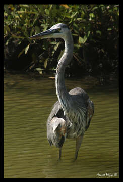 Image of Great Blue Heron