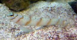 Image of Prawn-goby prawngoby shrimp-goby