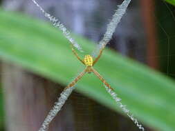 Image of St Andrews cross spider