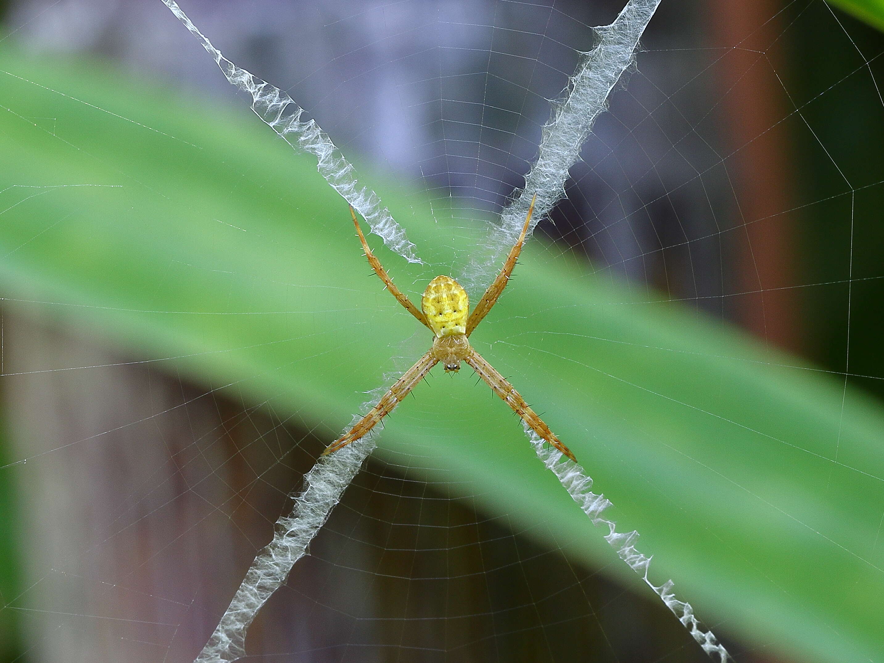 Imagem de Argiope keyserlingi Karsch 1878