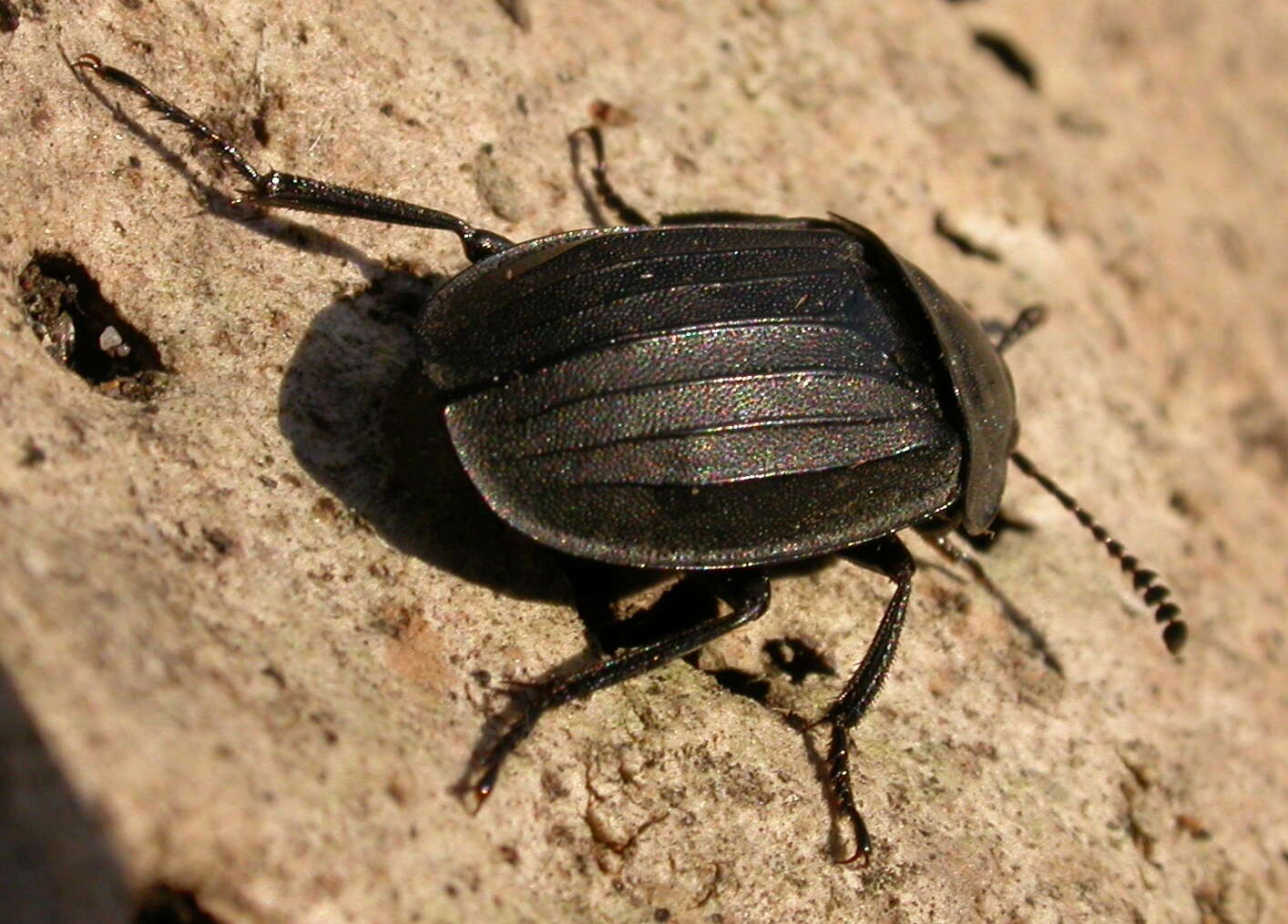 Image of Silpha (Silpha) tristis Illiger 1798