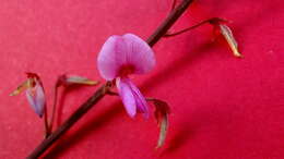 Imagem de Desmodium incanum DC.