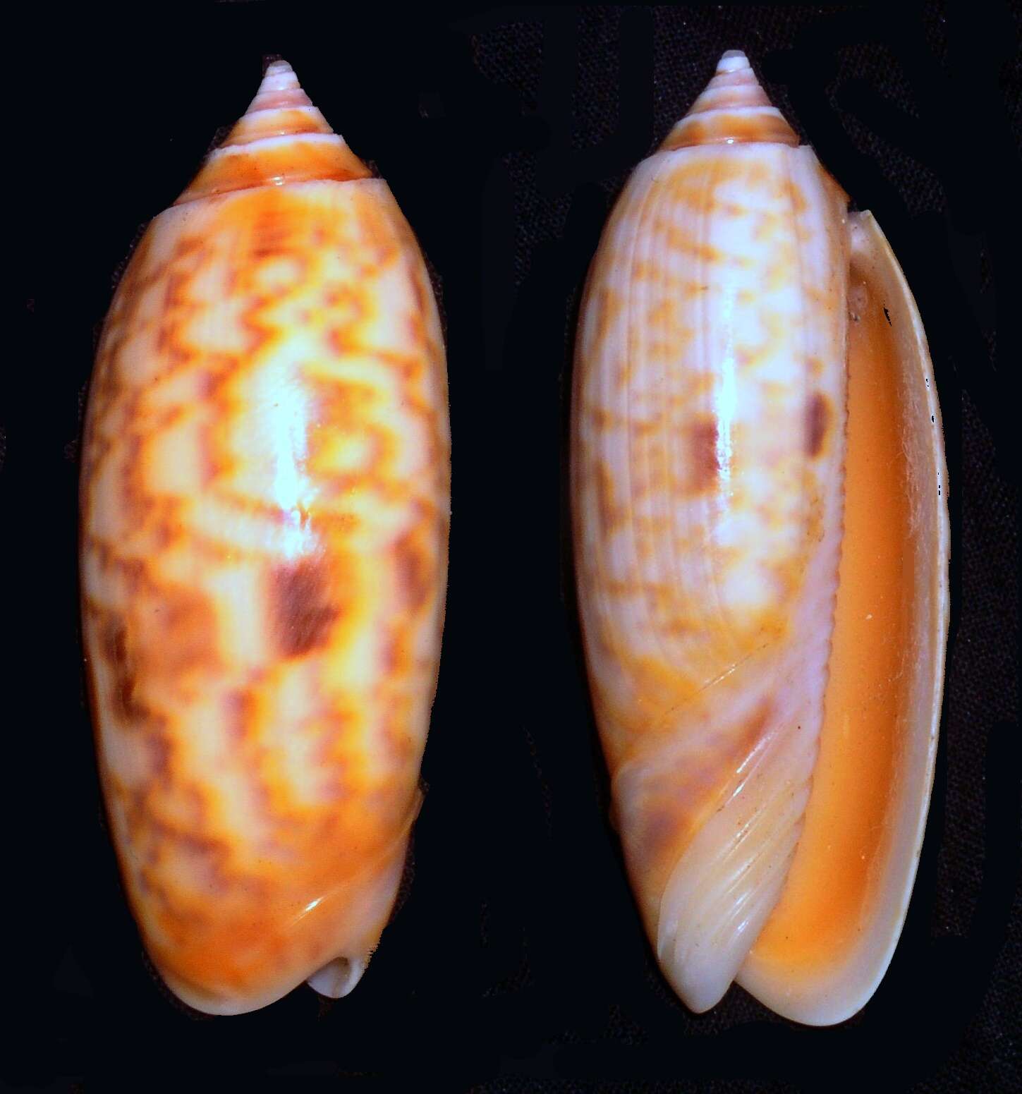 Sivun Oliva miniacea (Röding 1798) kuva