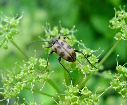 Image de Pachytodes