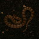 Image of Chihuahuan Hook-nosed Snake