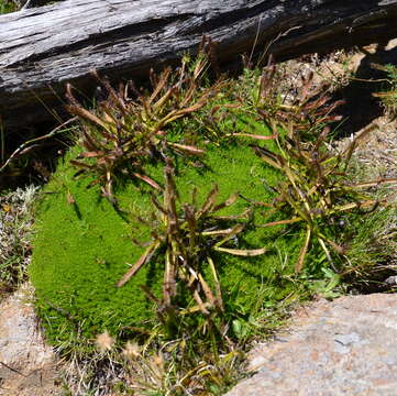 Image of Drosera arcturi Hook.