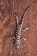 Image of Duges' Spiny Lizard