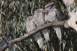 Image of Tawny Frogmouth