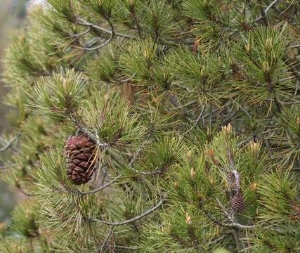 Image of Nelson Pinyon Pine