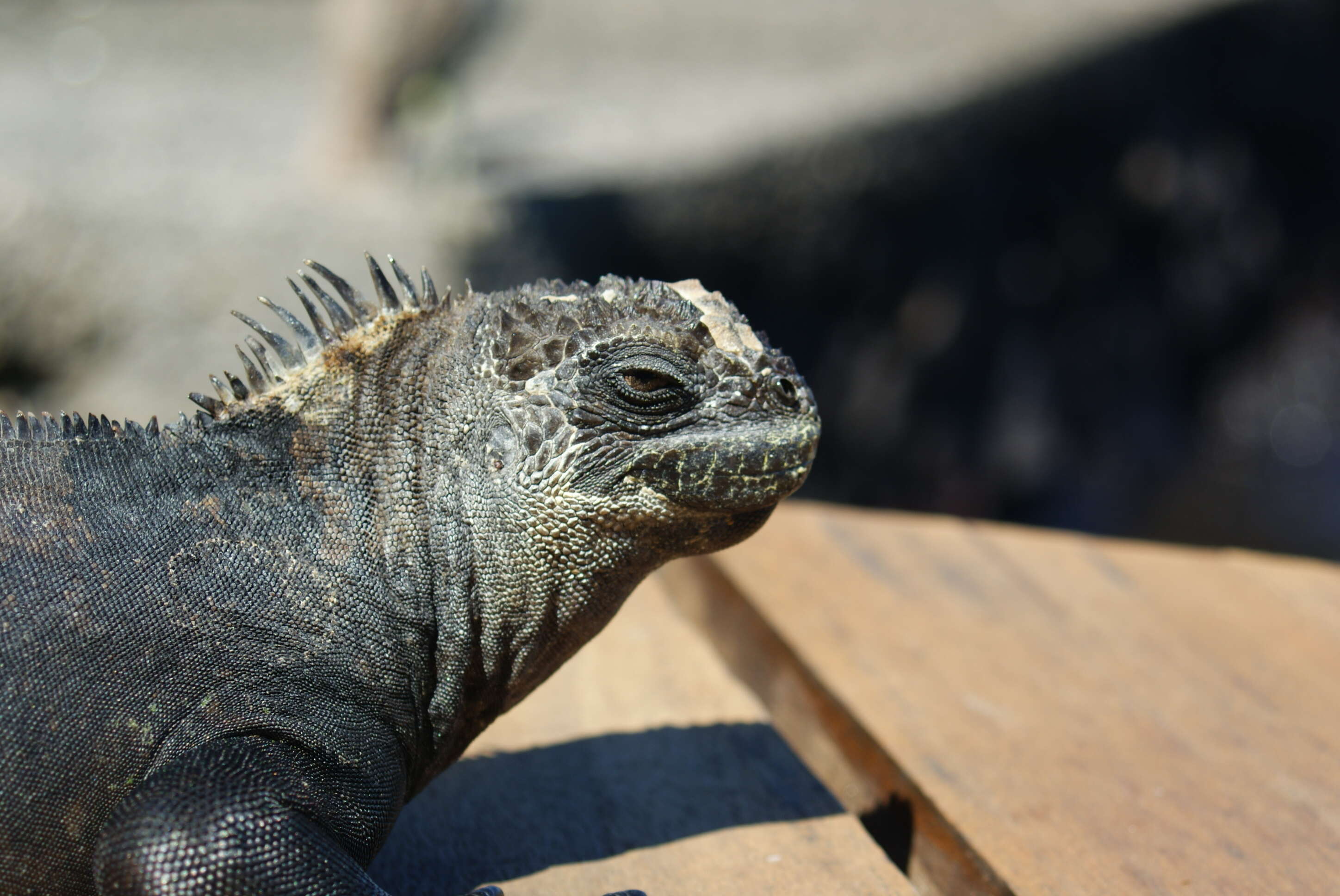 Image of marine iguana