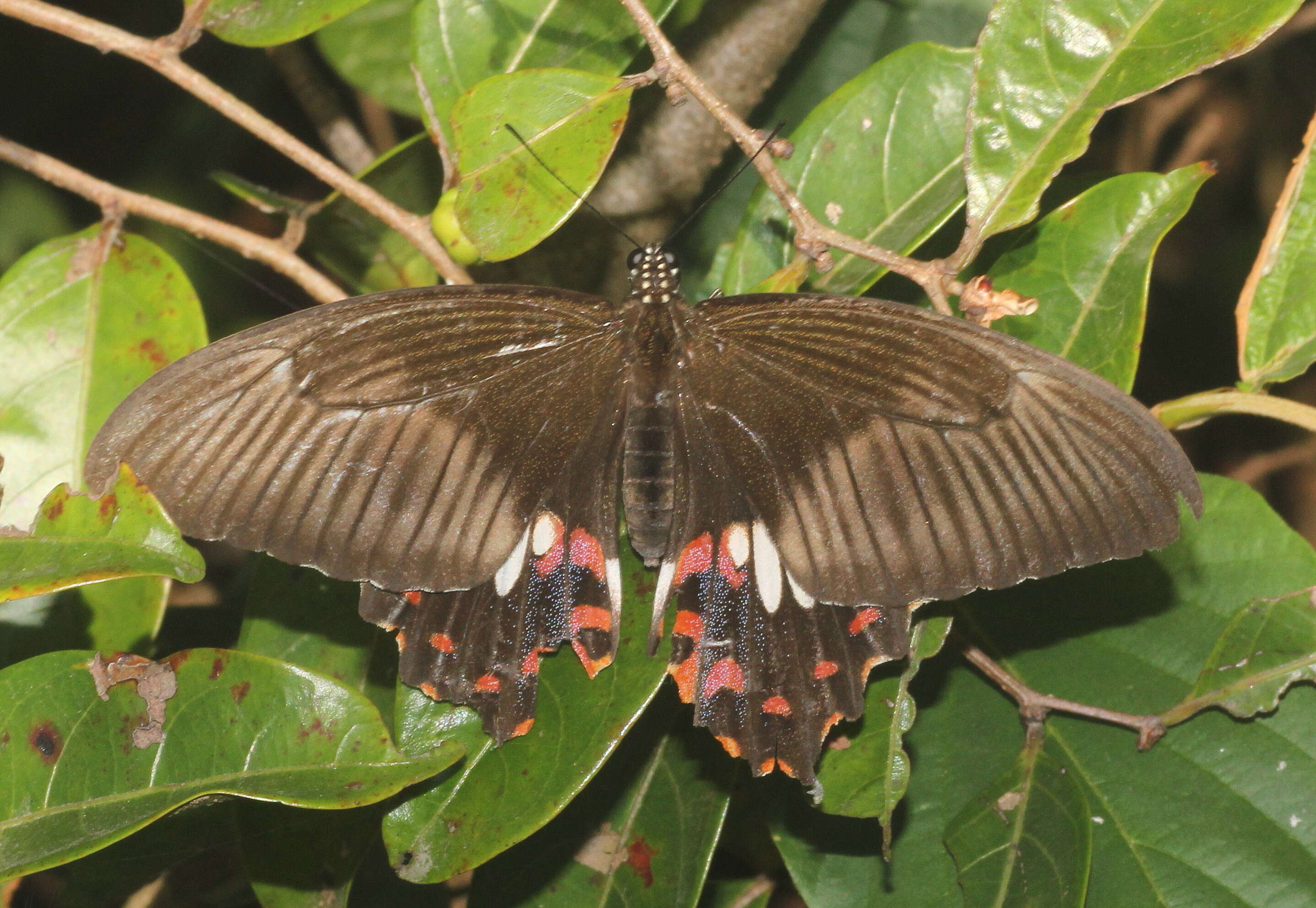 Image of Papilio polytes Linnaeus 1758