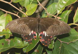 Image of Papilio