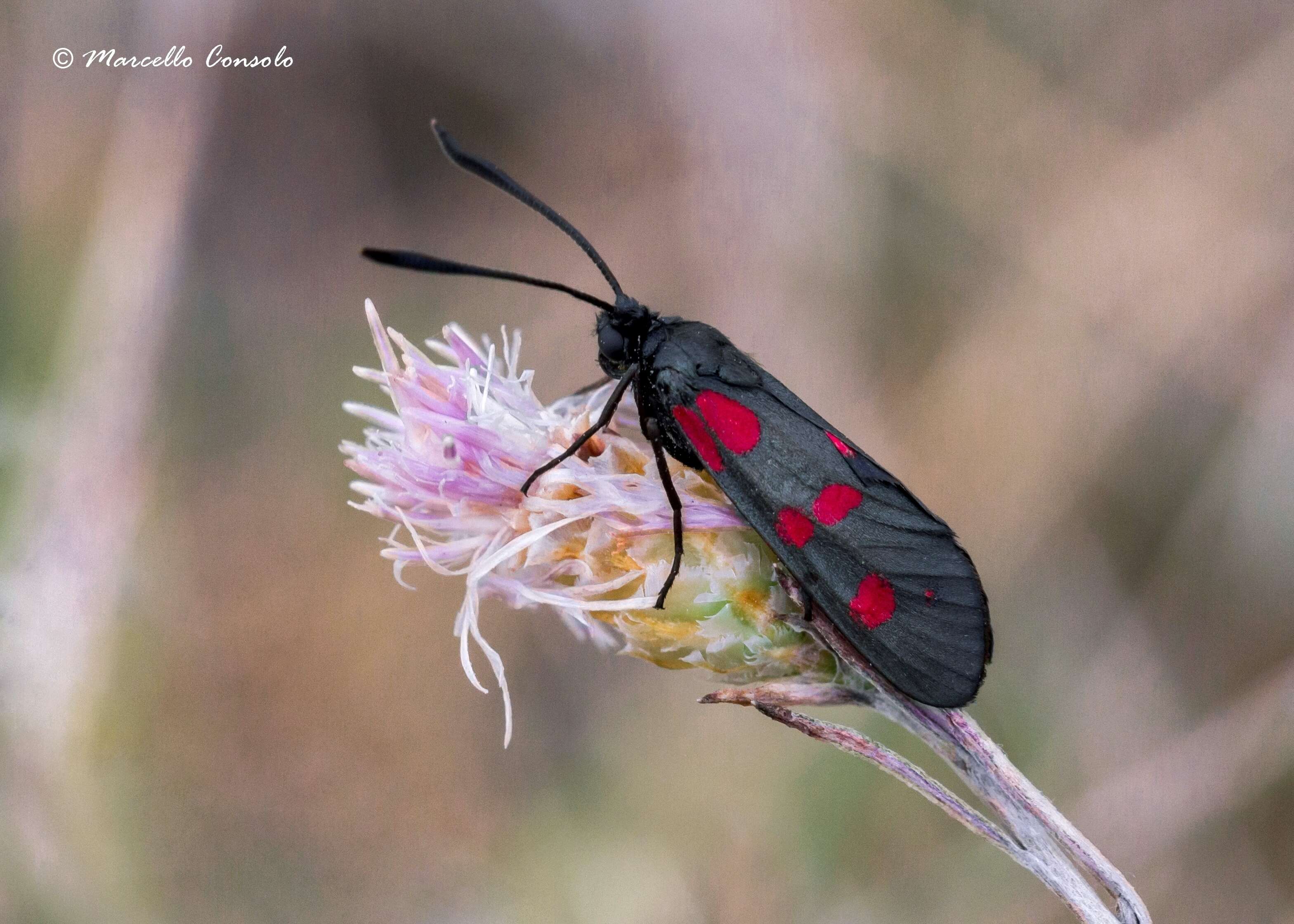 Image of six-spot burnet