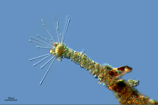 Dendrosomatidae的圖片