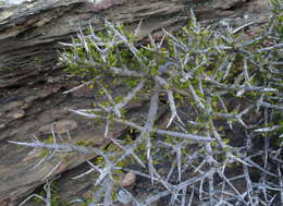 Image of Melicytus alpinus (Kirk) P. J. Garnock-Jones