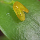 Imagem de Acianthera luteola (Lindl.) Pridgeon & M. W. Chase