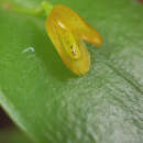 Image of Acianthera luteola (Lindl.) Pridgeon & M. W. Chase